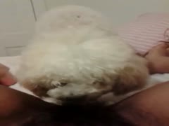 A fluffy white puppy licks her owner's pussy while allowing her to enjoy the incredible zoo porn.
